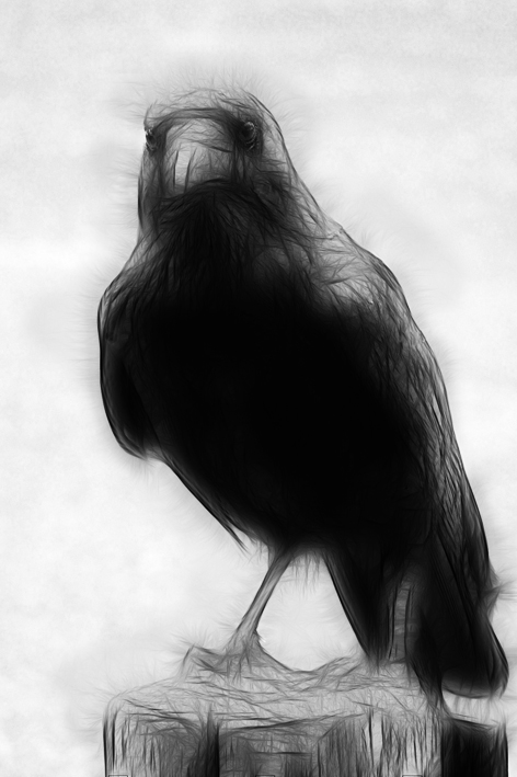 Raven Art