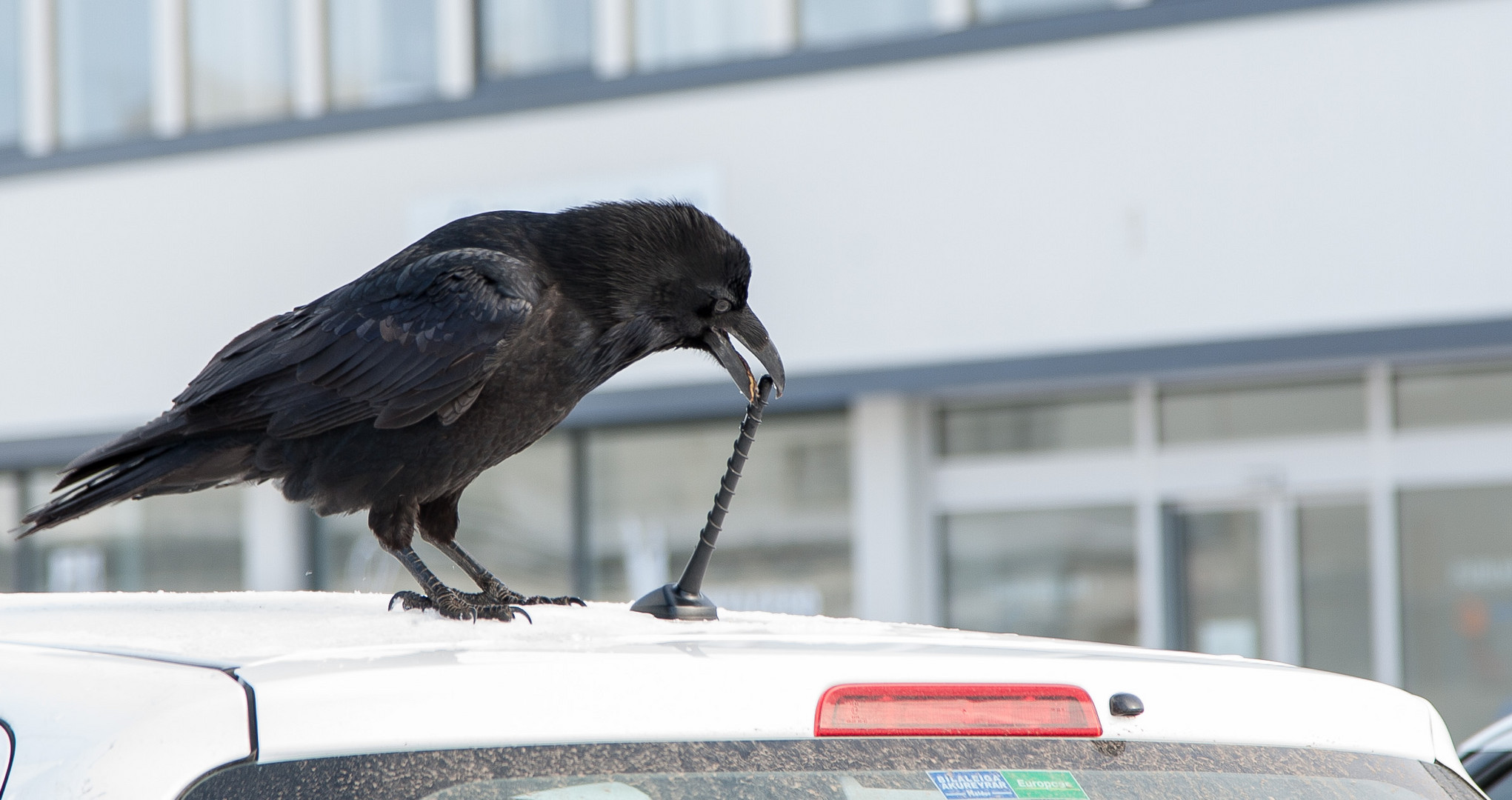 Raven (Corvus Corax)