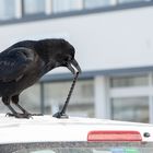 Raven (Corvus Corax)