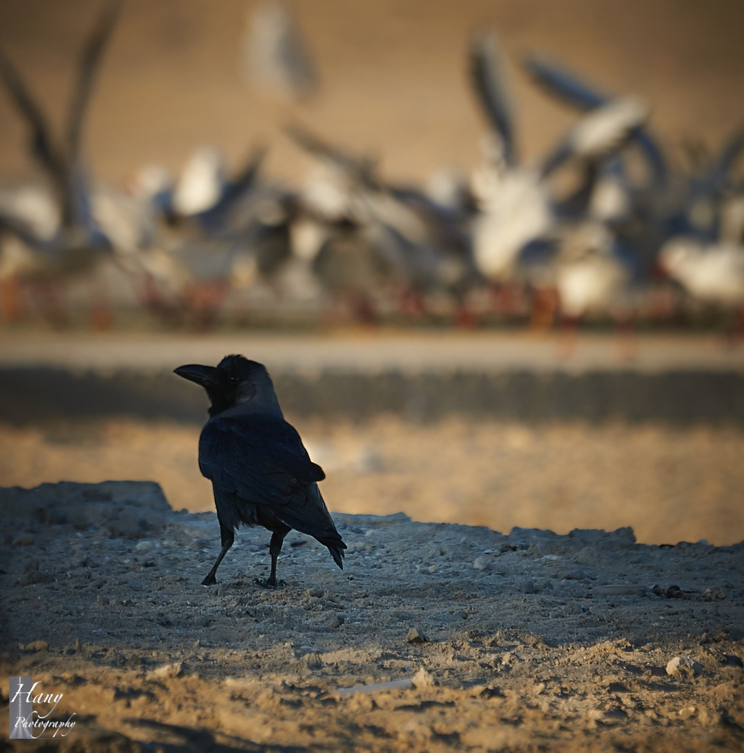 Raven & Gulls