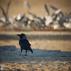 Raven & Gulls