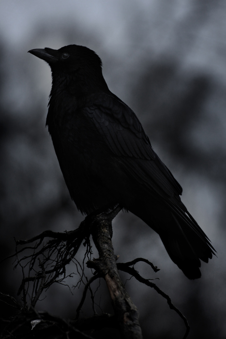 Raven I