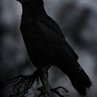 Raven I