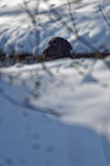 Raven im Schnee 3