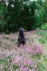 Raven in der Heide