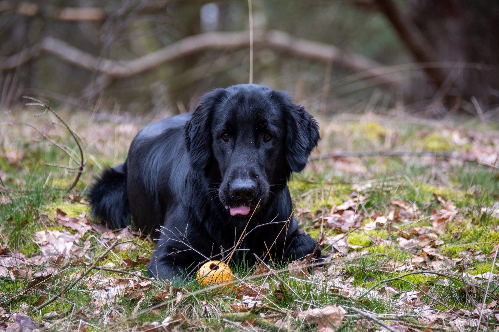 Raven in der Heide