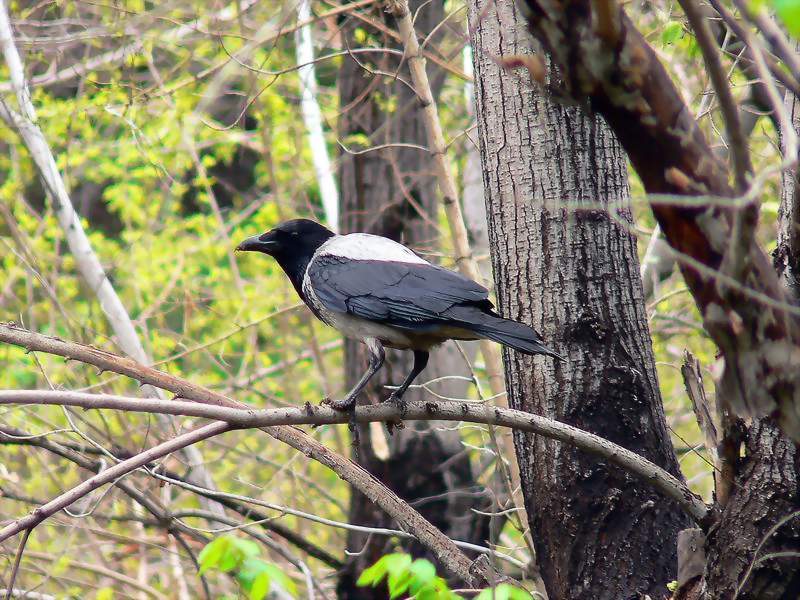 raven in park