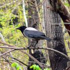 raven in park