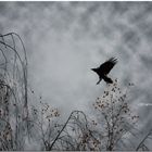 raven in silver sky*