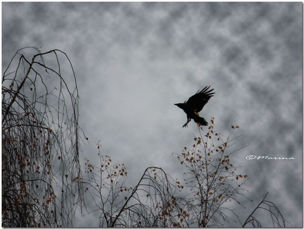 raven in silver sky*