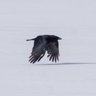 Raven on Snow
