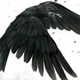 Raven Snow