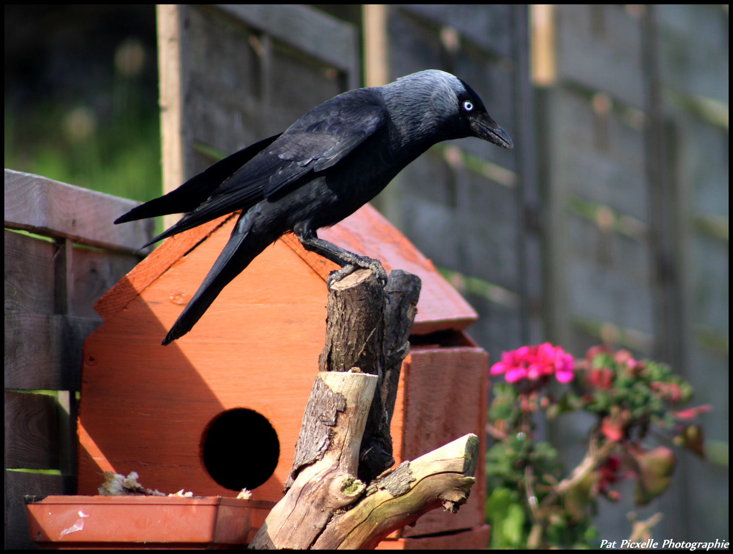 RAVEN-the crow