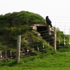 Raven, the Guard of the Tomb