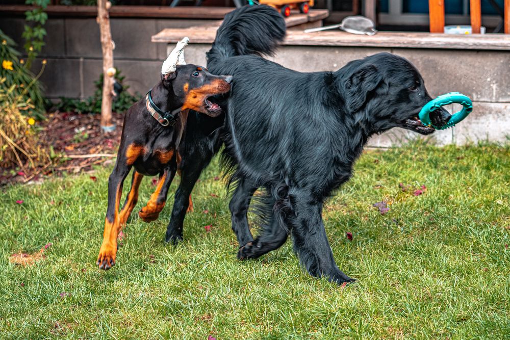 Raven und der Alien Dog