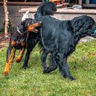 Raven und der Alien Dog