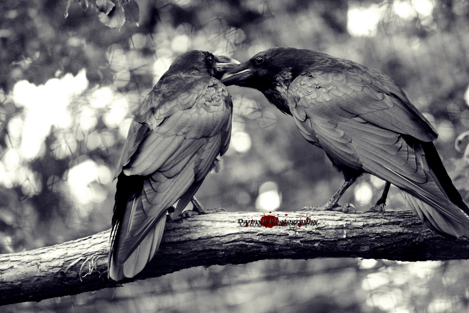 Ravenlove