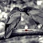 Ravenlove