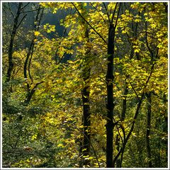 Ravennaschlucht-2024-004