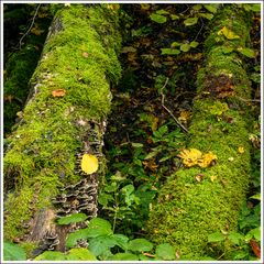 Ravennaschlucht-2024-005