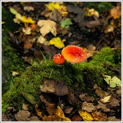 Ravennaschlucht-2024-006