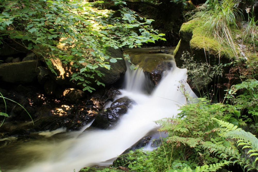 Ravennaschlucht am frühen morgen