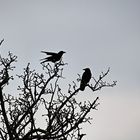 Ravens