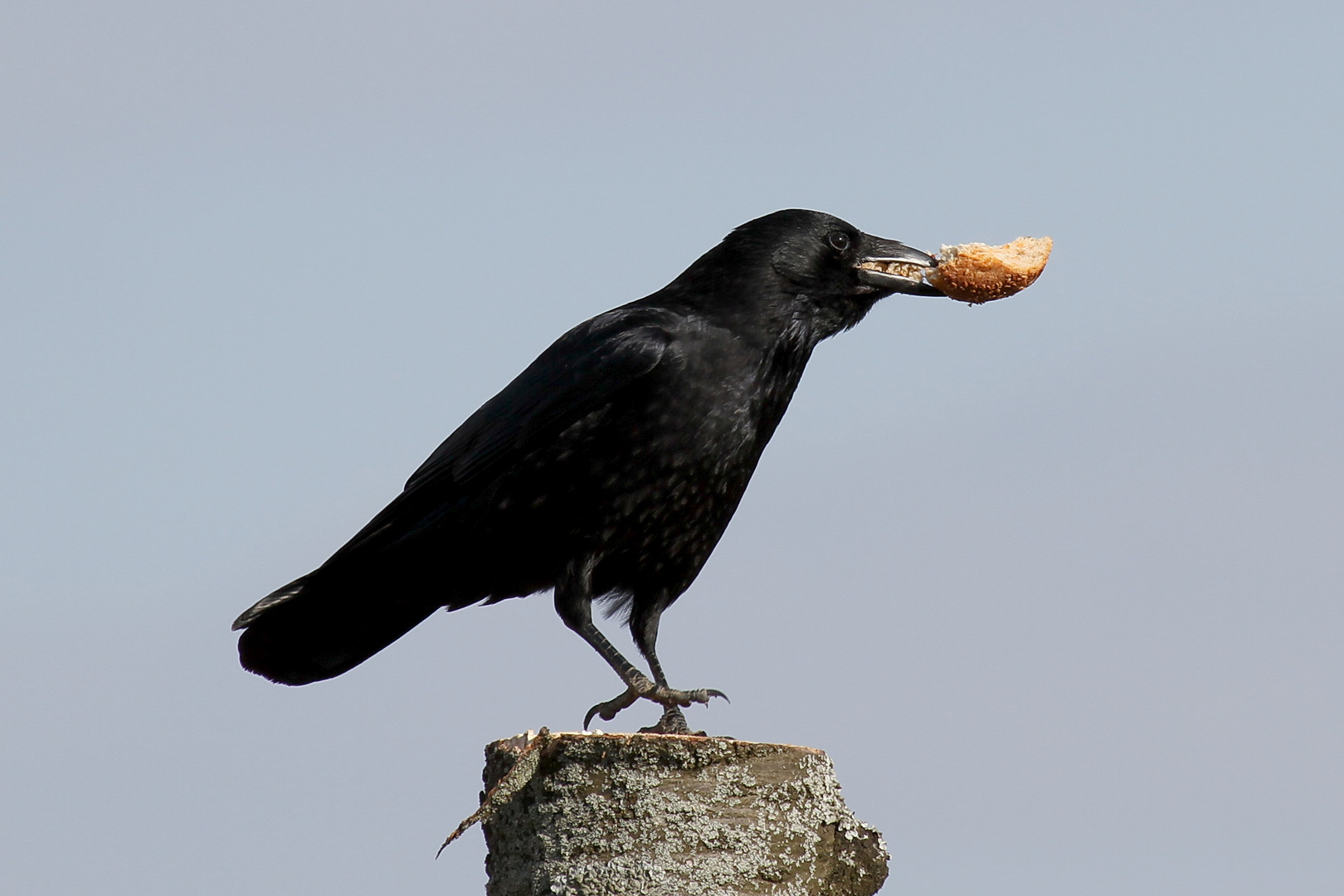 * Ravens Bread *