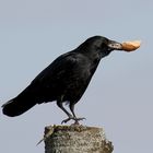 * Ravens Bread *