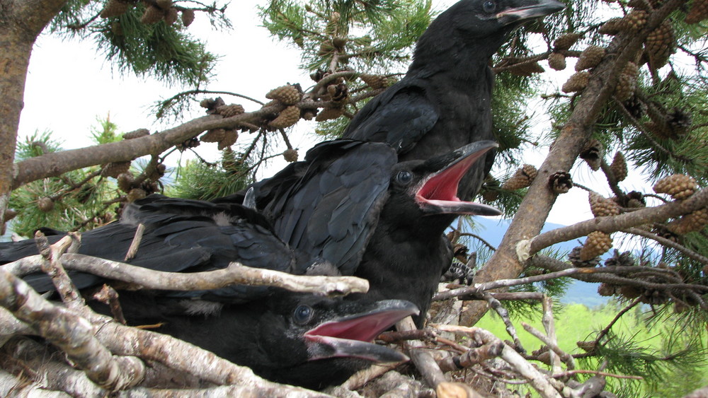 Ravens nest