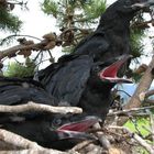 Ravens nest