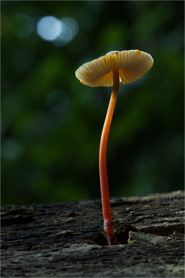 Raving Mushroom :-)