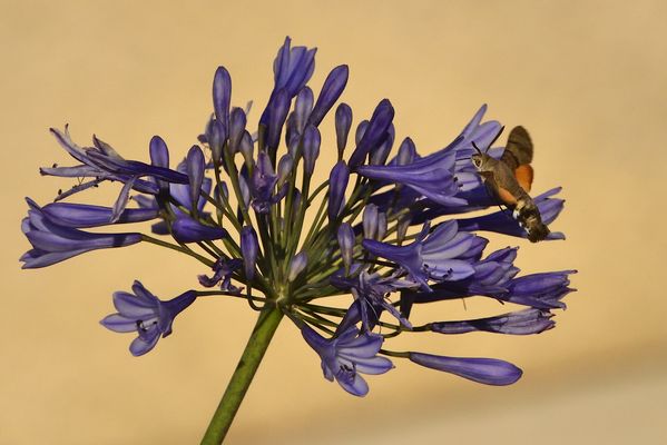 Ravitaillement en vol