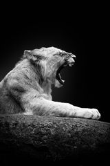 RAW Roarrrr