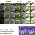 Raw versus Jpg - Beispiel Aufhellung