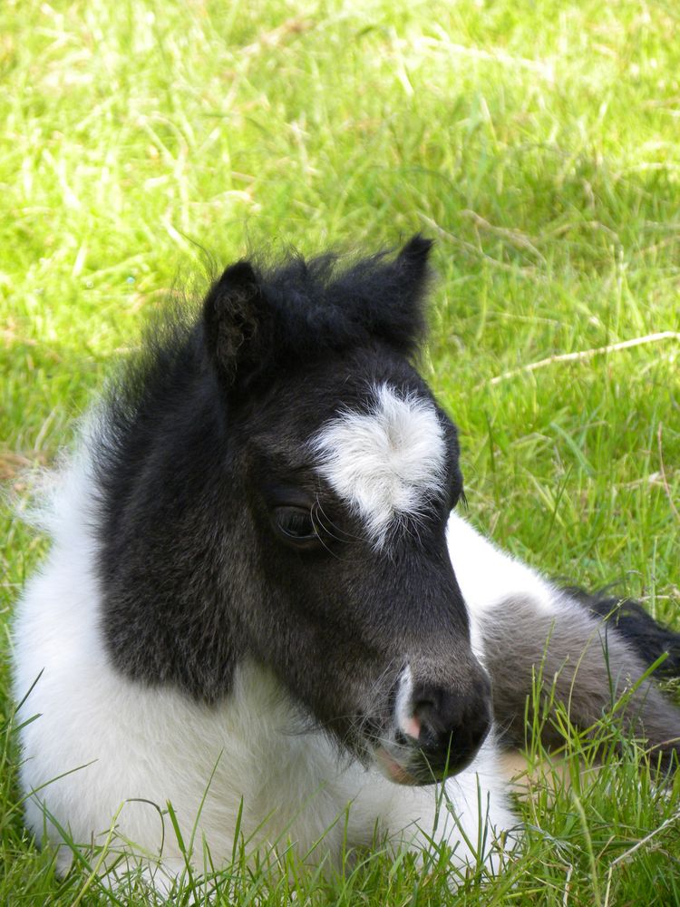 Ray , der kleine Minihengst