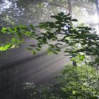 ray in the forest