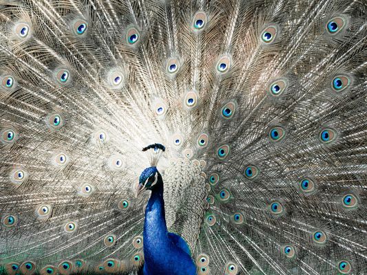 Ray of light P4271276