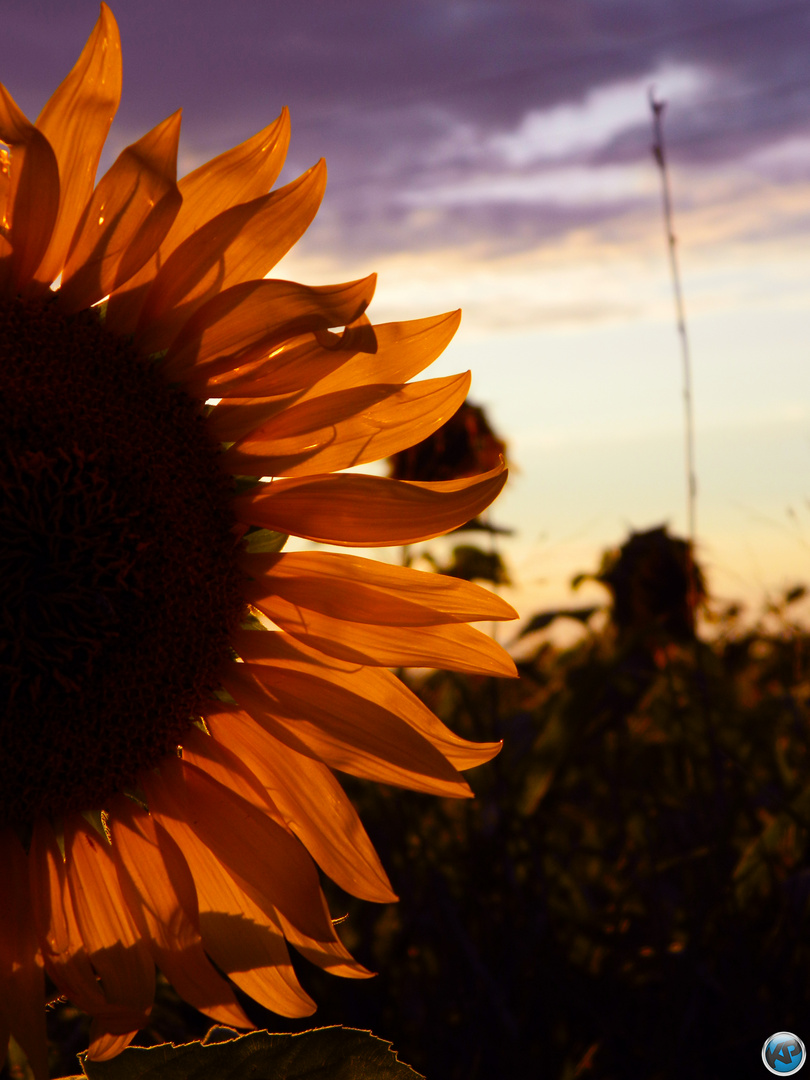 Ray of Sunflower