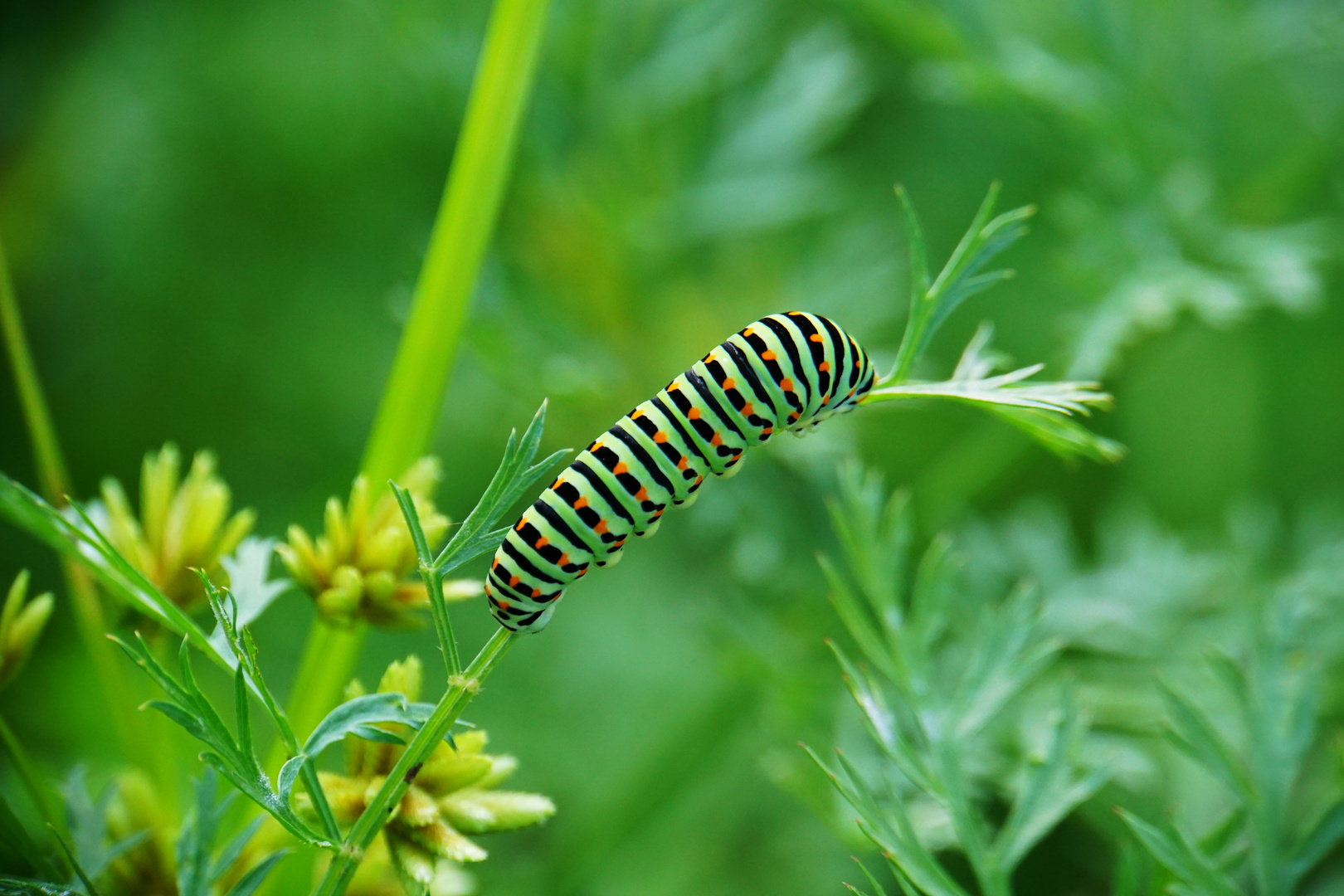 Rayé, comme un futur Machaon......