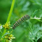 Rayé, comme un futur Machaon......