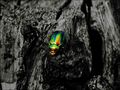 raynbow beetle von Bjoern Traub