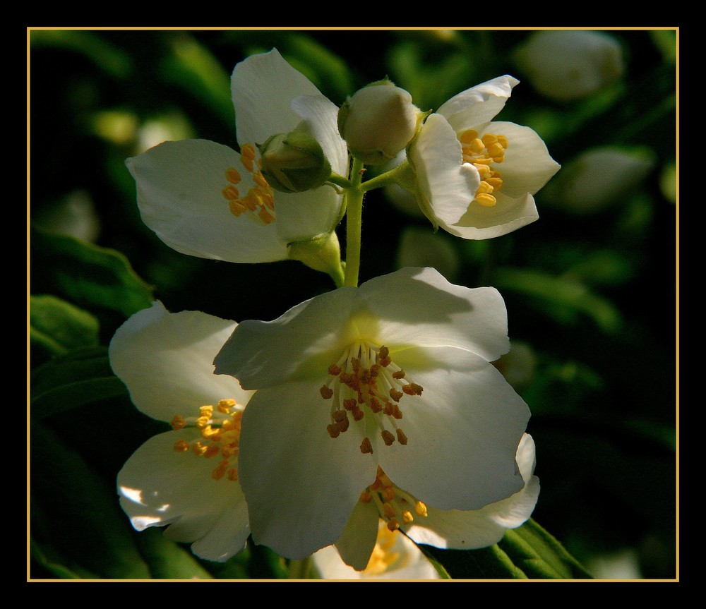 " Rayon de lumière sur une fleur de seringat "