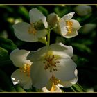 " Rayon de lumière sur une fleur de seringat "