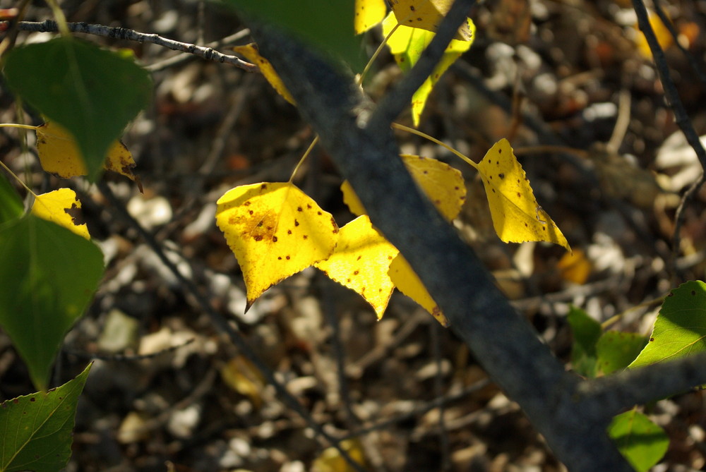 rayon de soleil d'automne