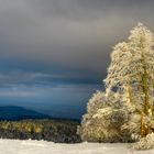 Rayon de soleil sur l'arbre