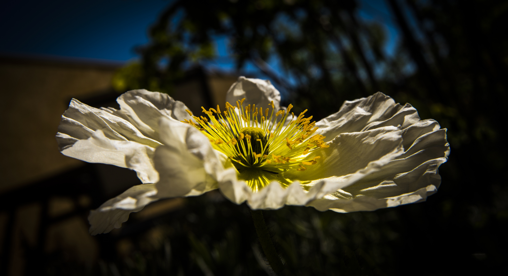 rayon d'espoir dans notre jardin