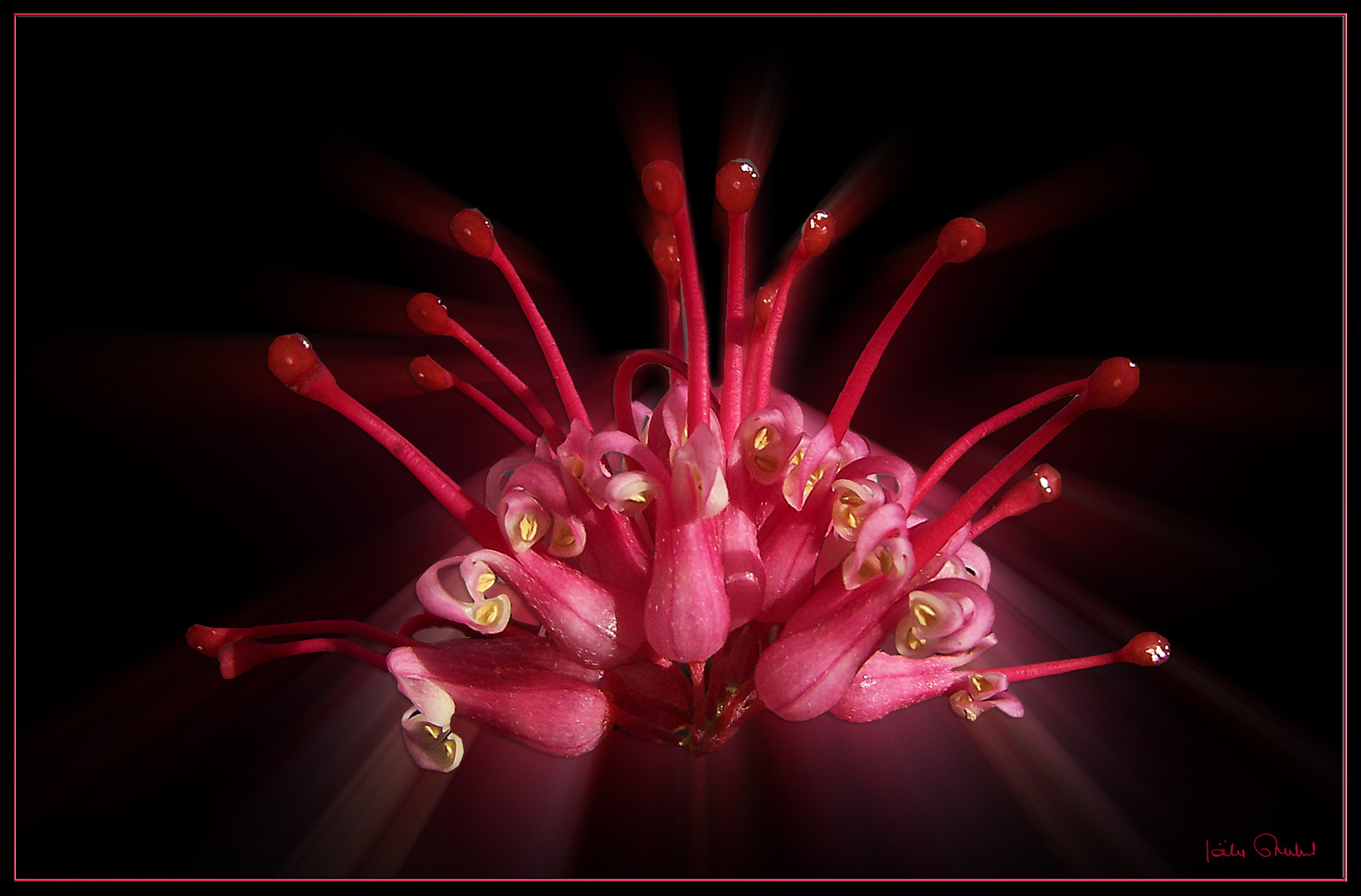 Rayonnement floral du Grevillea juniperina