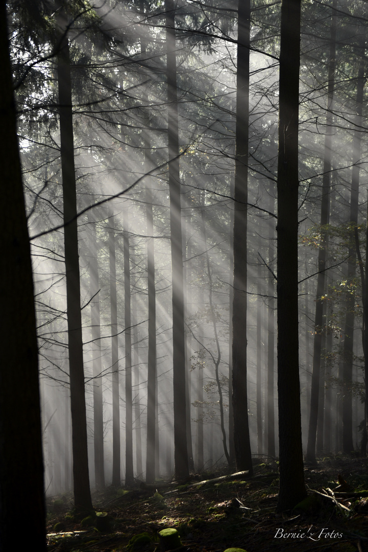 Rayons dans la brume