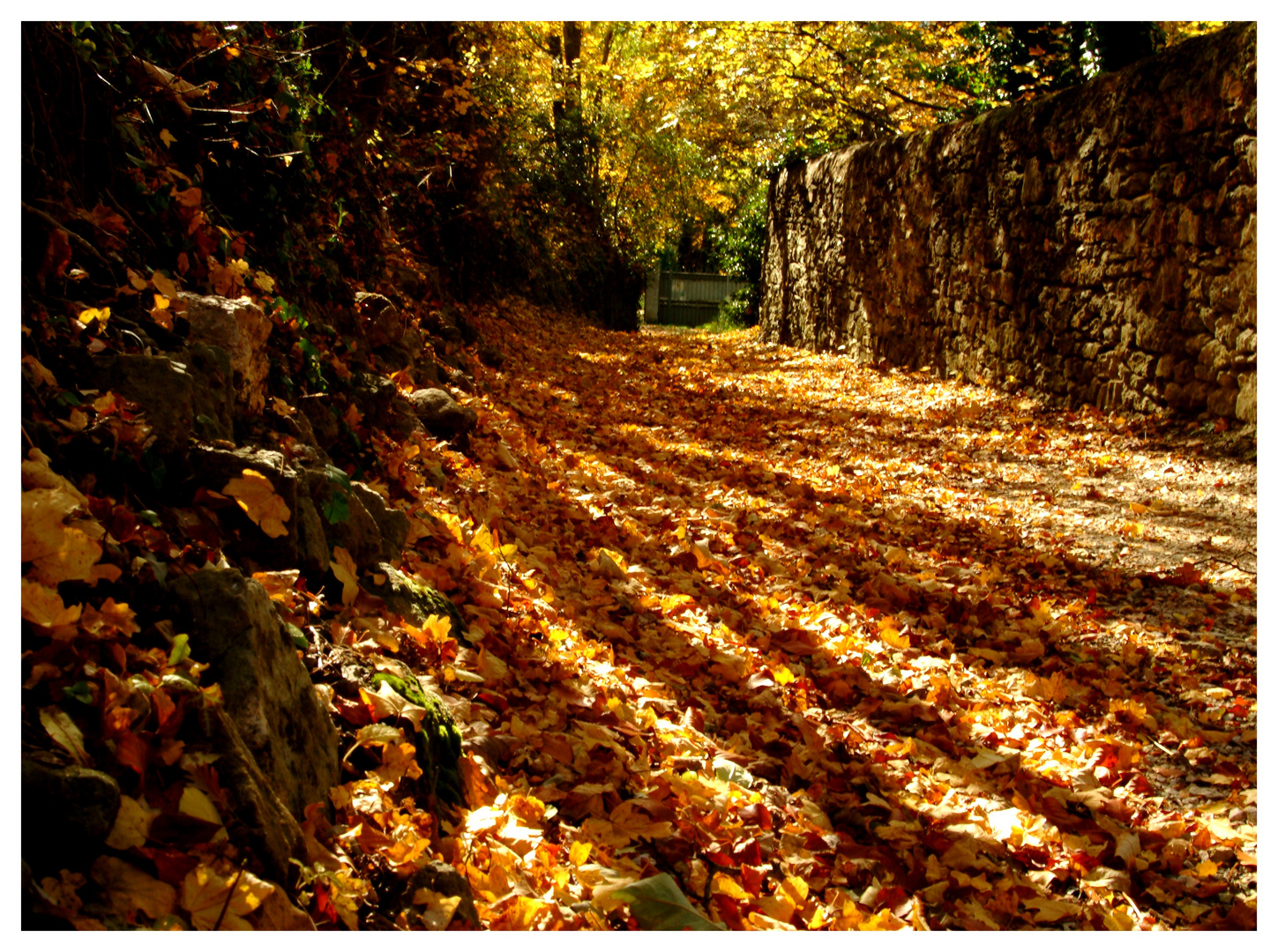 Rayons de couleurs automnales